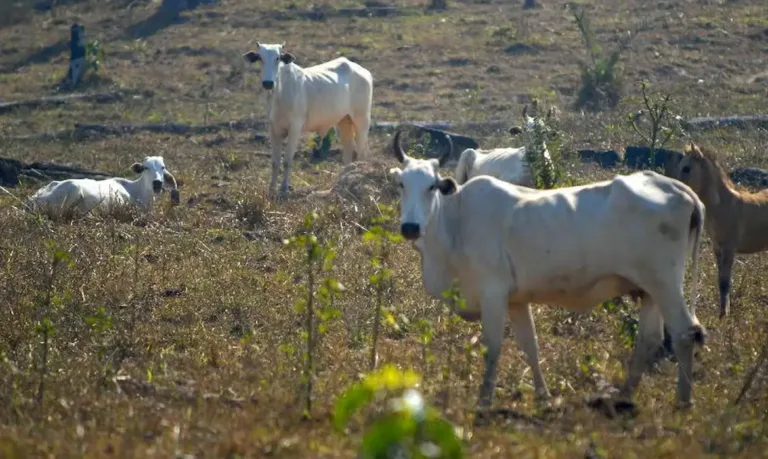 Produção pecuária é um dos setores que geram mais desmatamento no Cerrado.