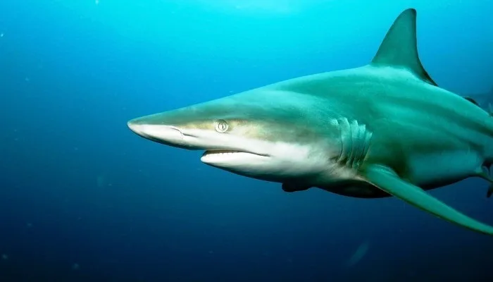 O tubarão cabeça-chata, ou tubarão-touro, pode chegar a até 3,5 metros de comprimento, está presente em todos os oceanos do mundo e é capaz de habitar na água doce, sendo possível encontrá-los em rios