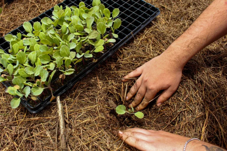 'Candidaturas precisam se comprometer com a agroecologia como resposta à crise do clima'
