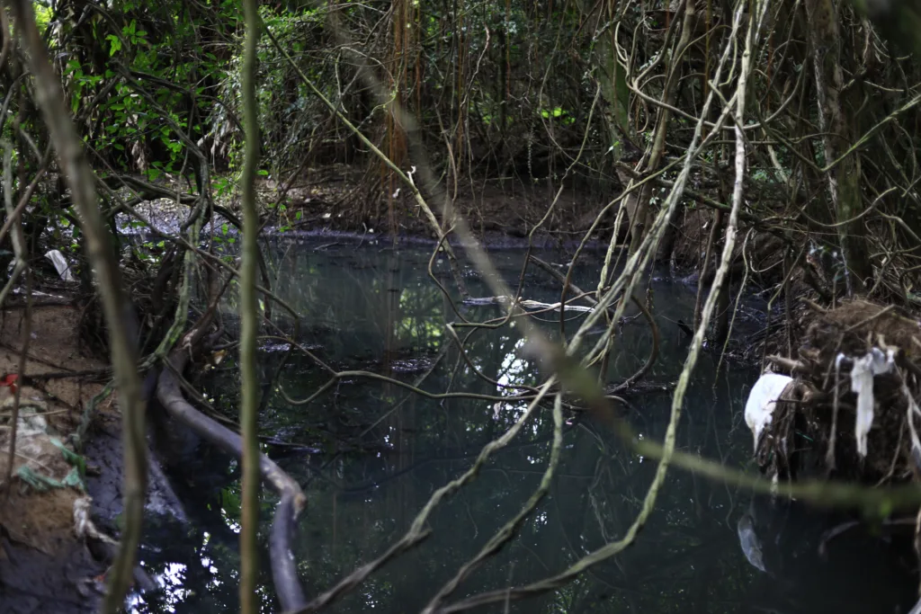 Arroio Espírito Santo atravessa a área da mata, deságua no Guaíba e apresenta sinais visíveis de poluição