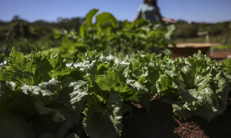 Agricultura familiar reúne mais de 10 milhões de pessoas no Brasil, mas o acesso ao crédito rural segue distribuído de forma desigual entre as regiões do país.