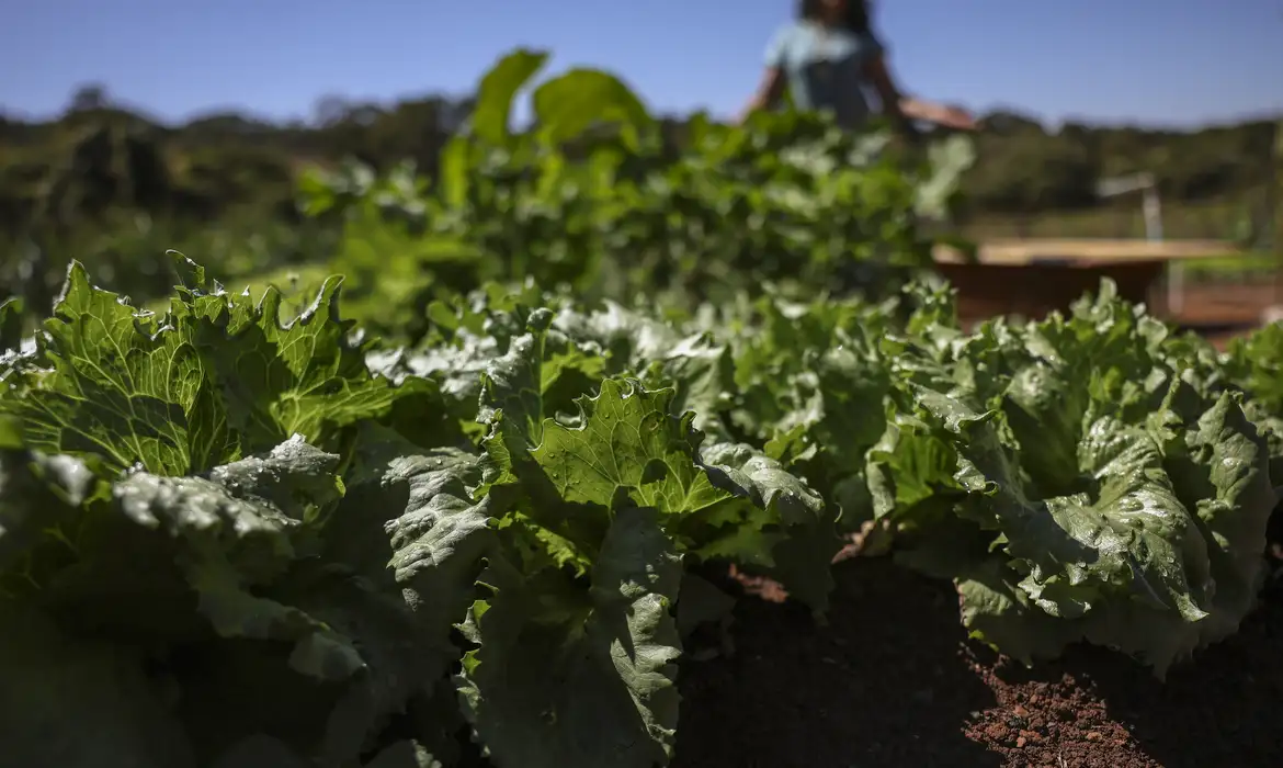 Agricultura familiar reúne mais de 10 milhões de pessoas no Brasil, mas o acesso ao crédito rural segue distribuído de forma desigual entre as regiões do país.