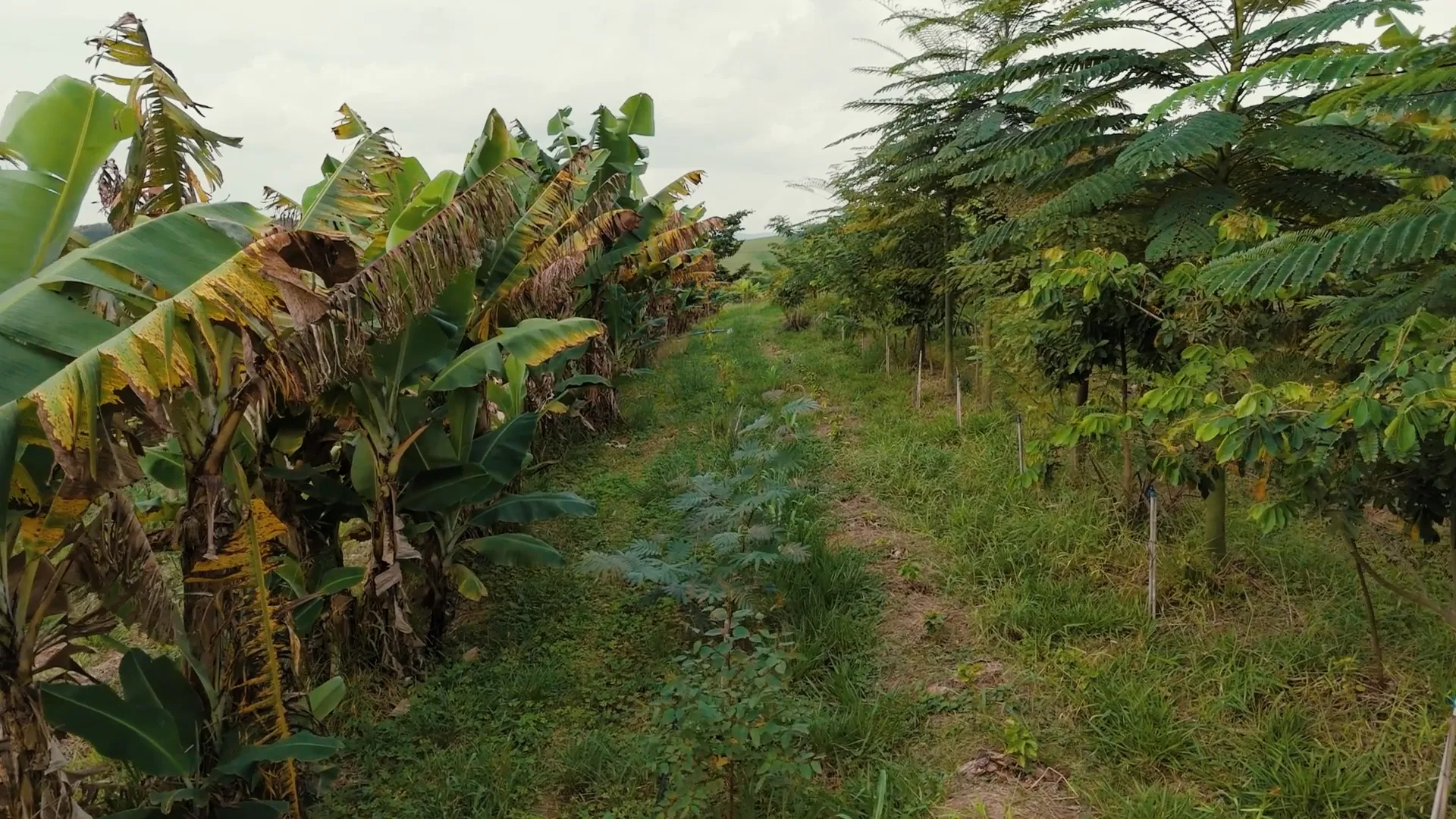 Com mais diversidade, o sistema passa a funcionar de maneira semelhante à de uma floresta | Crédito: Vitor Shimomura/Brasil de Fato