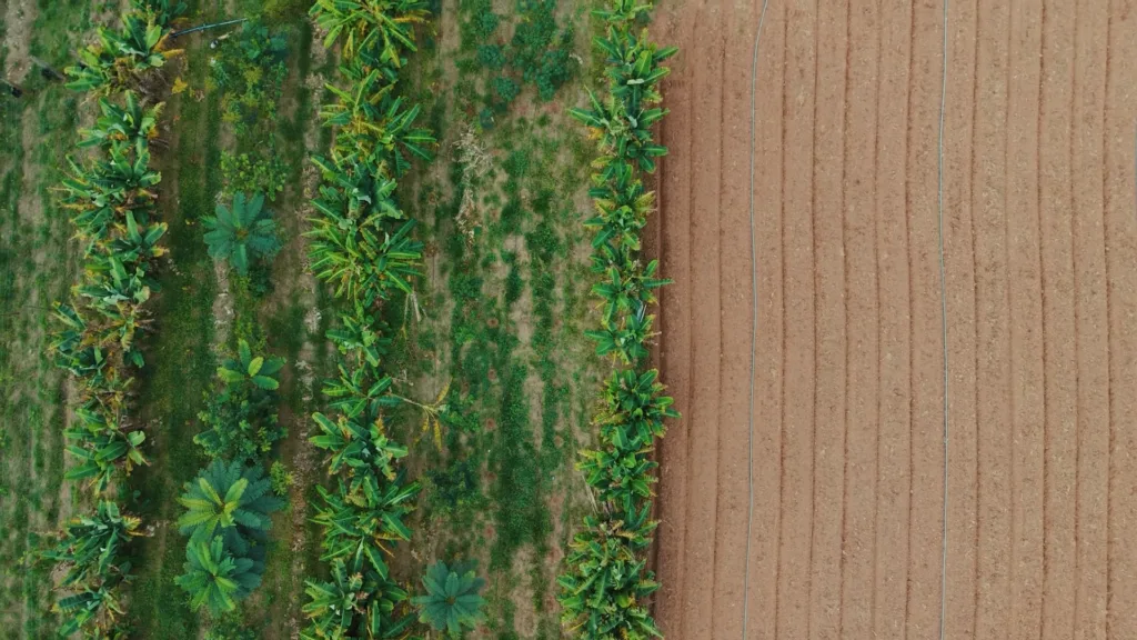 sistemas agroflorestais saf