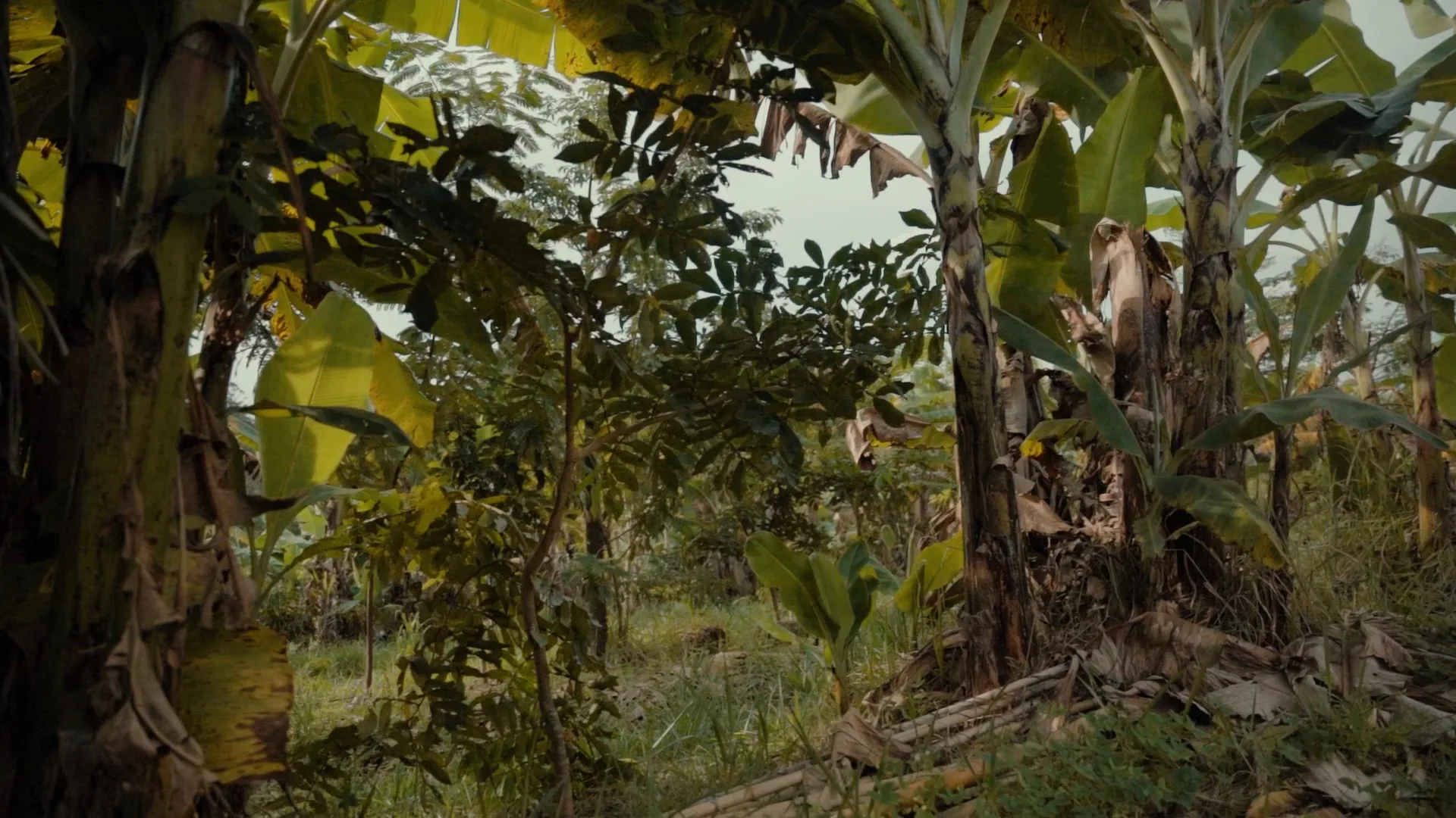 Bananeiras ajudam a alimentar, proteger e manter úmido o solo nos sistemas agroflorestais.