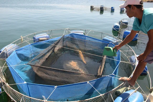 Produção de tilápia no Sertão do Itaparica, Pernambuco