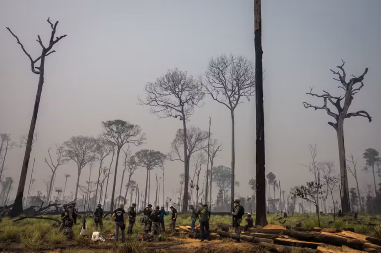 Incêndios queimaram 30% da Flona Jamanxim, que pode perder área maior para pecuária e garimpo