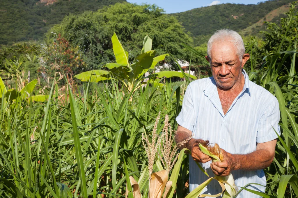 O agricultor Antônio Alves descasca um milho no seu quintal produtivo na comunidade rural do Enjeitado, em Triunfo, no Sertão pernambucano