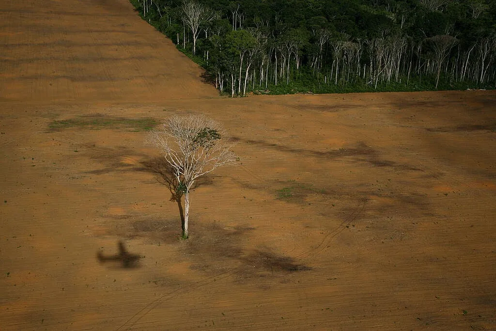 Área desmatada na floresta amazônica para limpar a terra para plantações de soja. © Greenpeace / Daniel Beltrá
