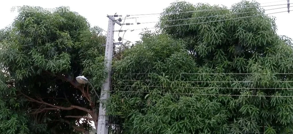 Redes de energia elétrica e telecomunicações precisam ser compatibilizadas com a vegetação
