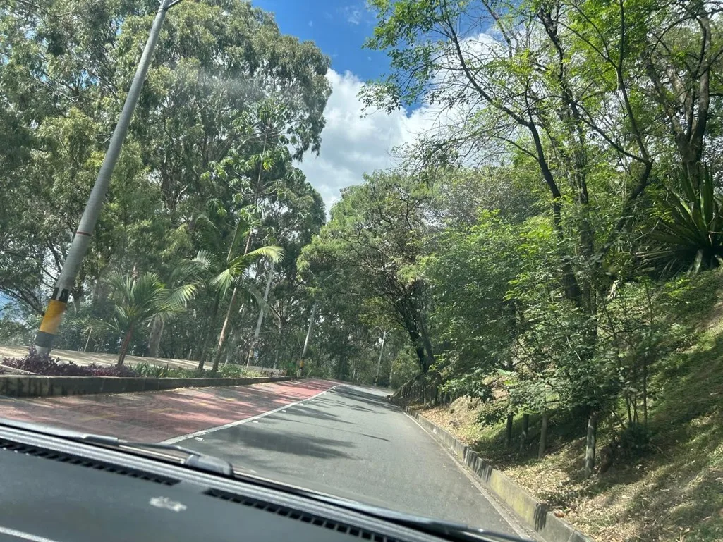 Florestas precisam voltar às cidades