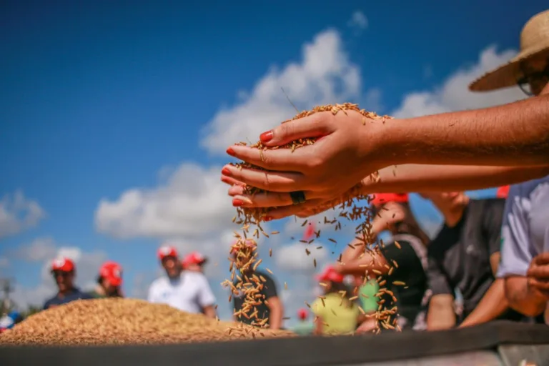 Ciência e agroecologia apontam caminhos para reduzir emissões de metano no cultivo de arroz
