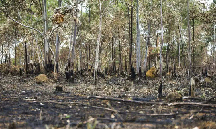Queimadas em área de cerrado do município de Alto Paraíso