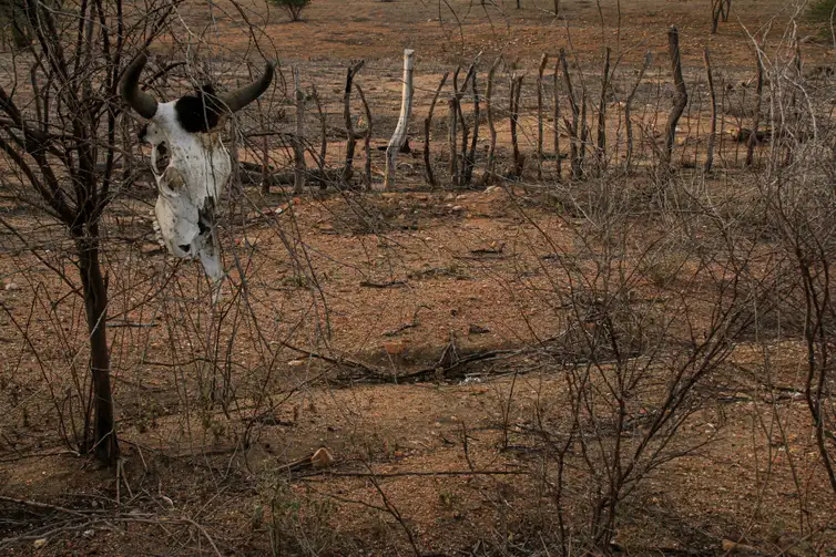 Nordeste é região mais afetada pelos processos de seca e desertificação