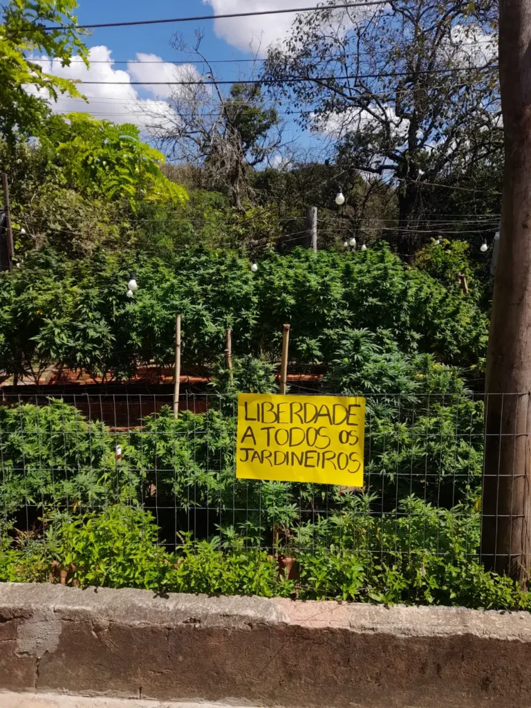 Polícia destruiu plantação e prendeu colaboradores e associação terapêutica no interior de SP