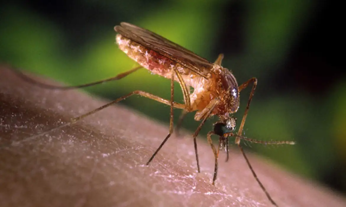 Febre do Nilo Ocidental é transmitida principalmente pela picada do pernilongo comum