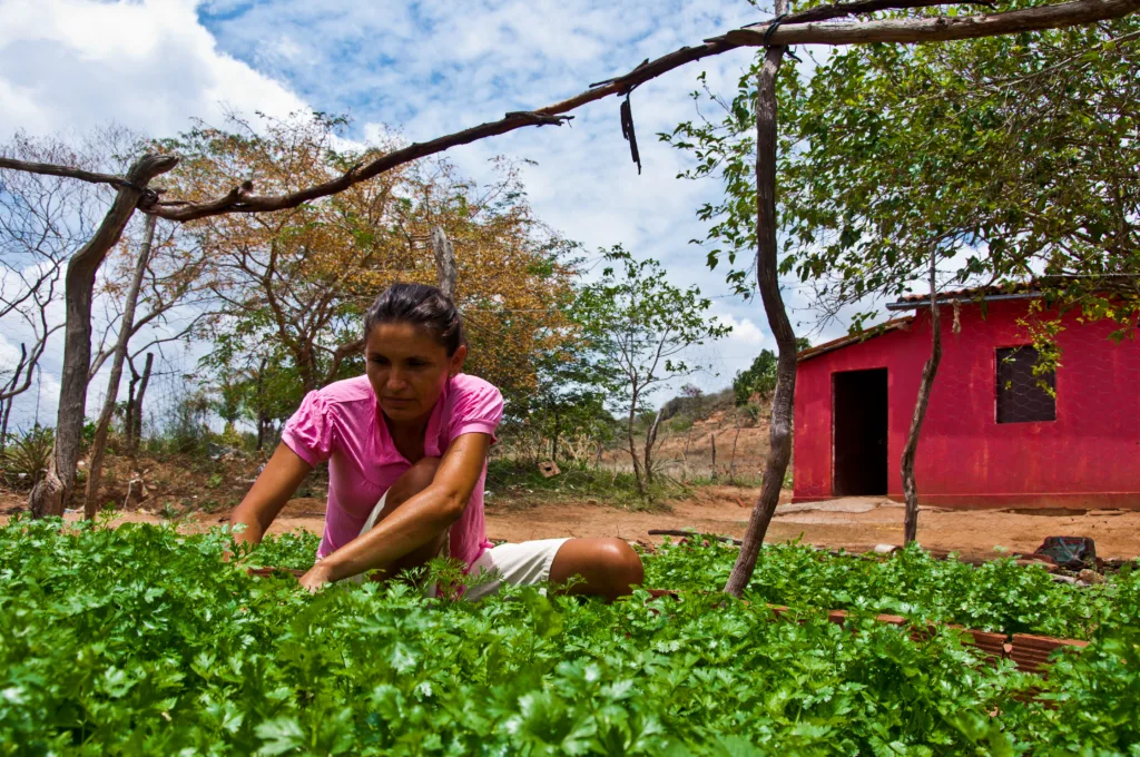 Agricultora familiar cuida de sua horta no semiárido nordestino