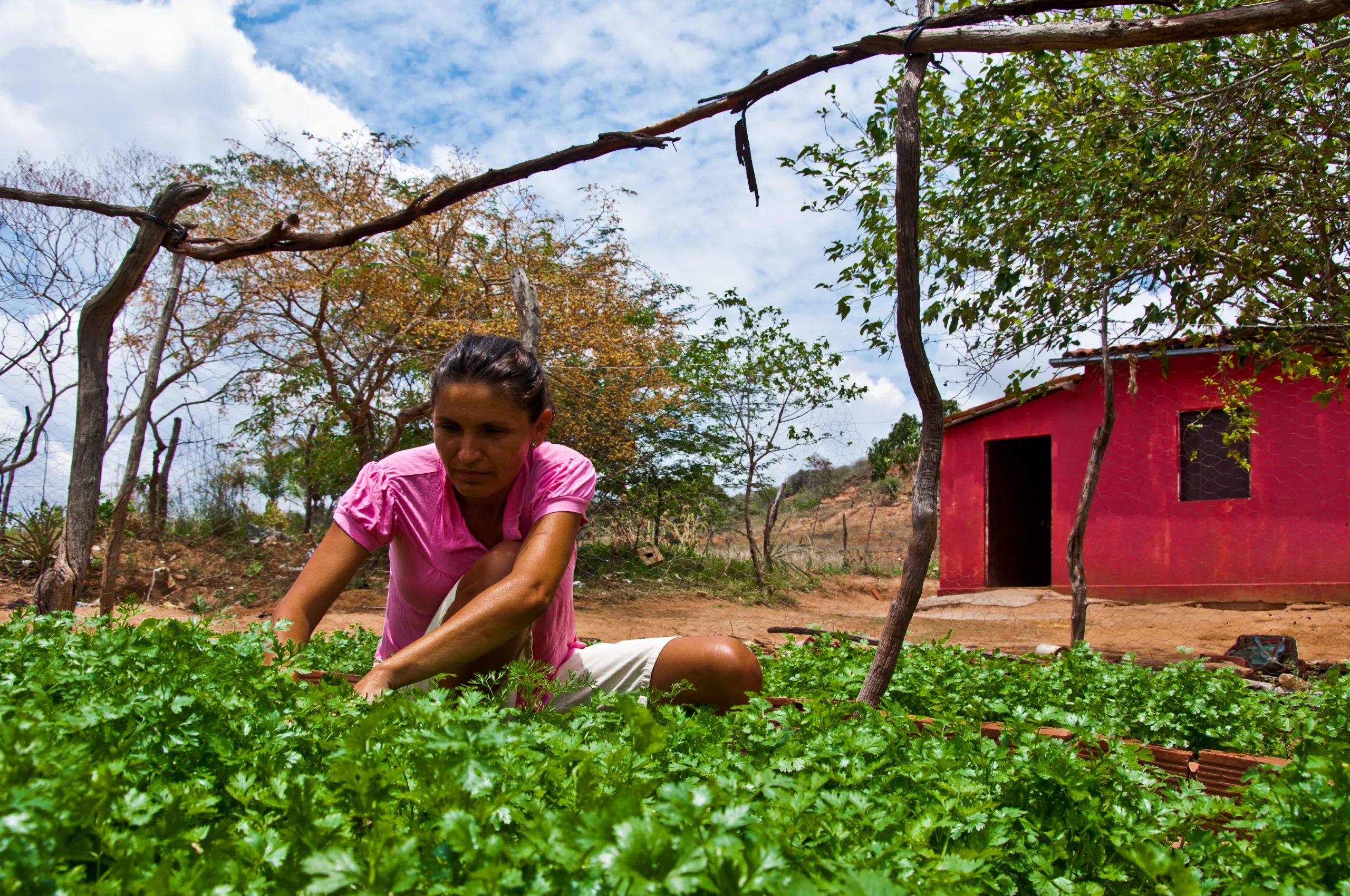 Agricultora familiar cuida de sua horta no semiárido nordestino
