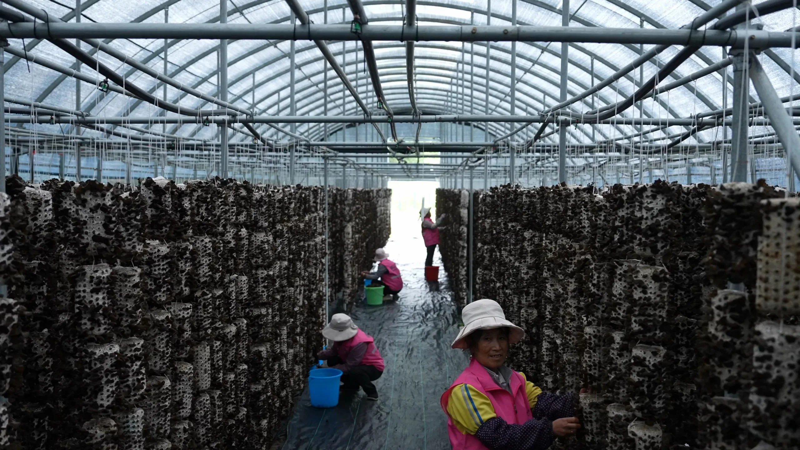 Trabalhadoras na produtora de cogumelos ecológicos Naduoduo, no condado de Zhuoni, Prefeitura Autônoma Tibetana de Gannan, província de Gansu, China. 14 de julho de 2026