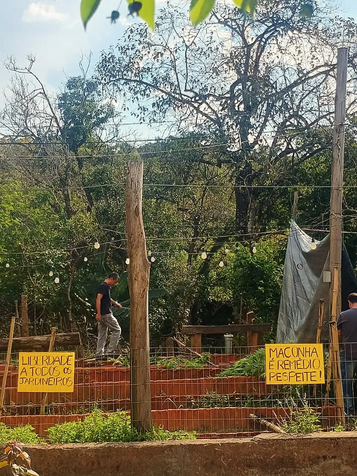 Plantação de associação foi destruída pela polícia