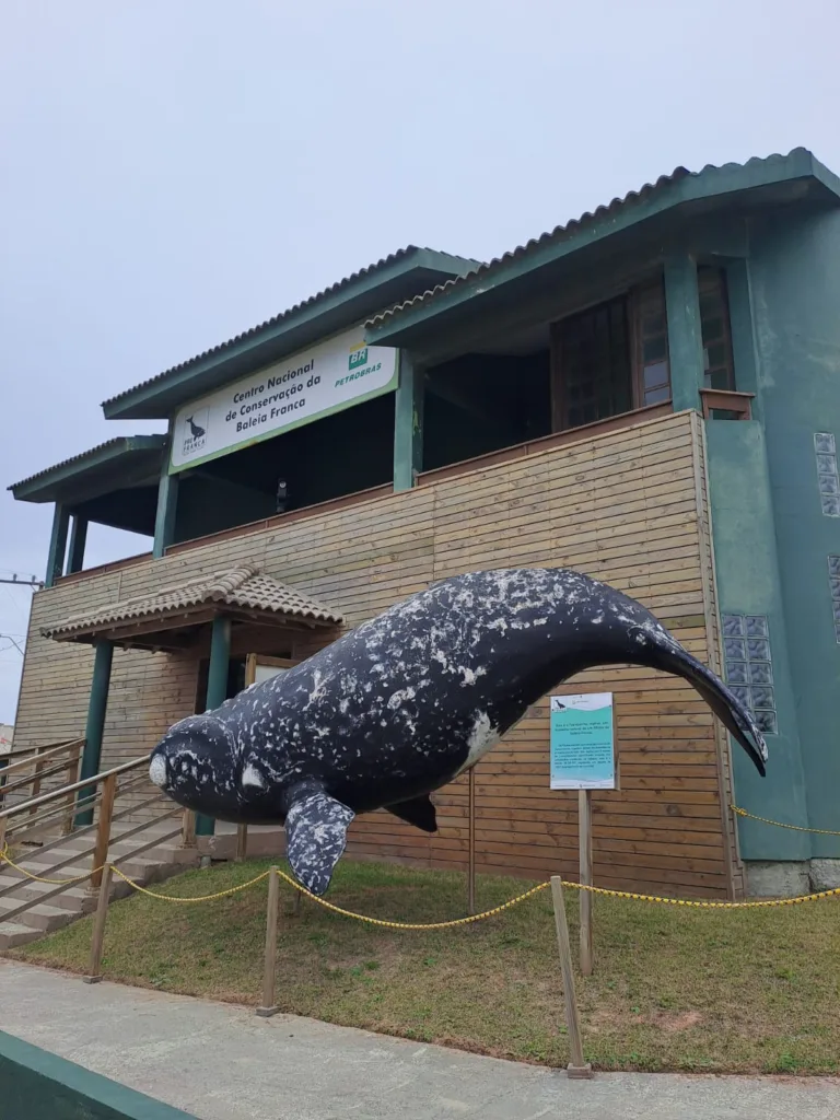 Instituto Australis atua com pesquisa, monitoramento e conservação da baleia-franca em Imbituba
