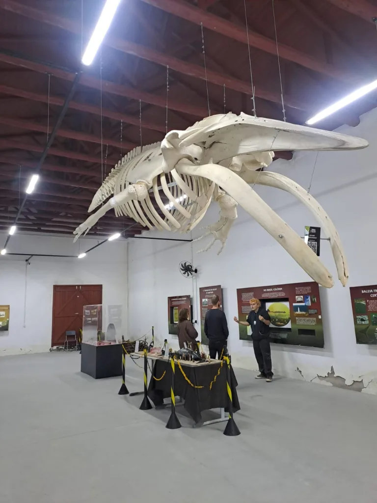 Museu da Baleia reúne registros e objetos sobre a caça e a conservação da baleia-franca em Imbituba
