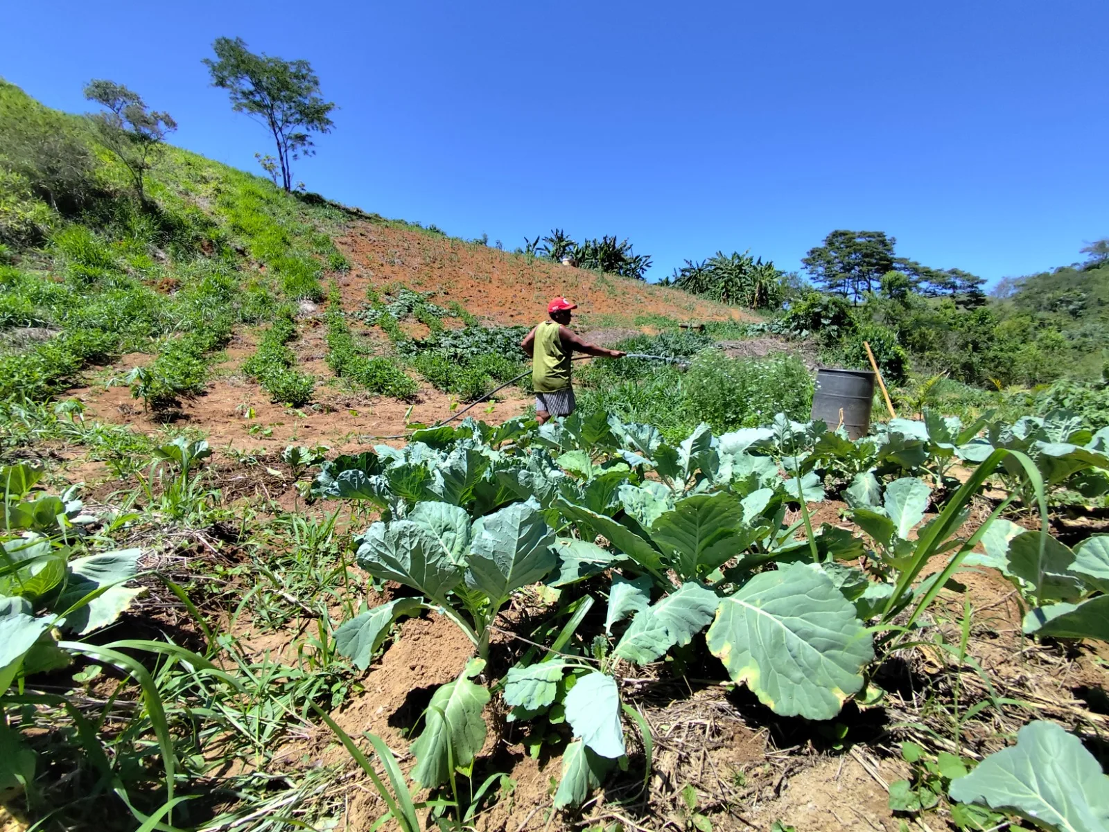 Roças do Assentamento Irmã Dorothy, em Quatis (RJ), produzem variedades de alimentos agroecológicos