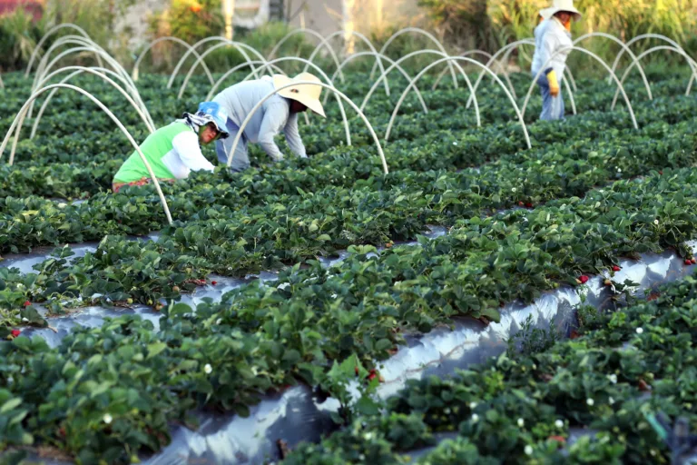 Cartilha orienta agricultores familiares do RS sobre e mitigação dos riscos do El Niño