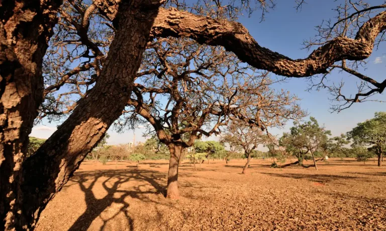 Cerrado é o segundo maior bioma do país