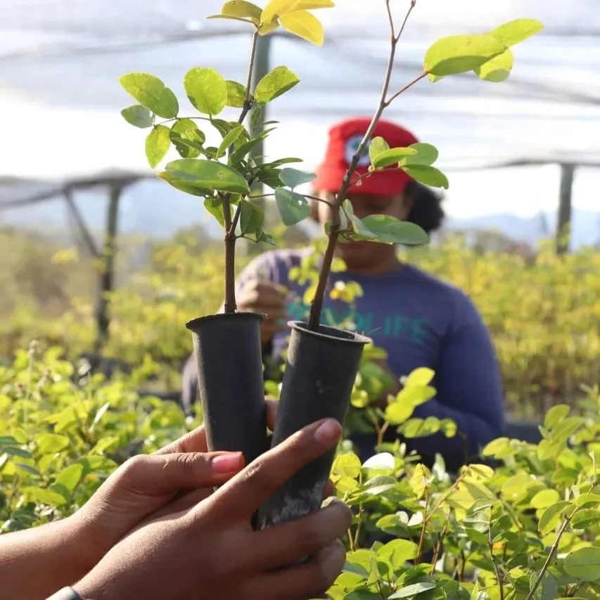 ‘Votar pelo projeto que busca enfrentar a crise ambiental’: MST começa mutirão com plantio de árvores e mobilização para as eleições