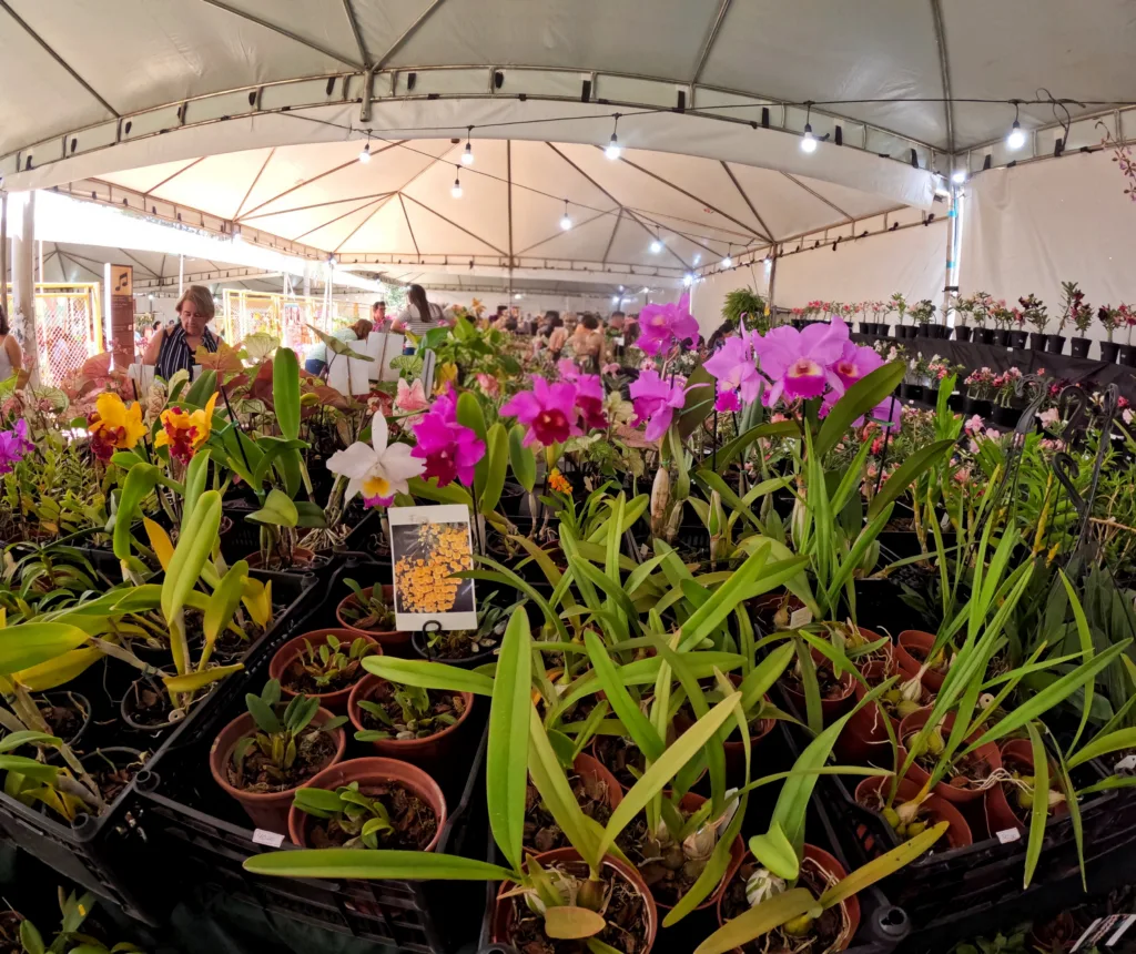 Feira reúne milhares de orquídeas e outras espécies de plantas na Casa da Cultura do Guará