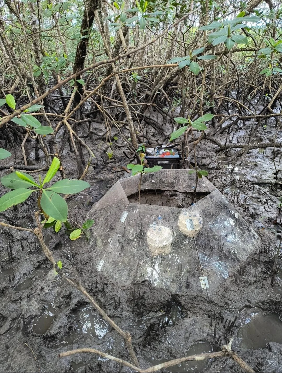 Uma das câmaras do experimento na Ilha de Pai Matos, em Cananeia (SP).