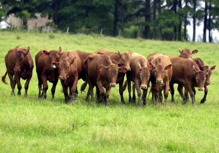 A região pampeana ocupa 109 milhões de hectares, cerca de 6% da América do Sul