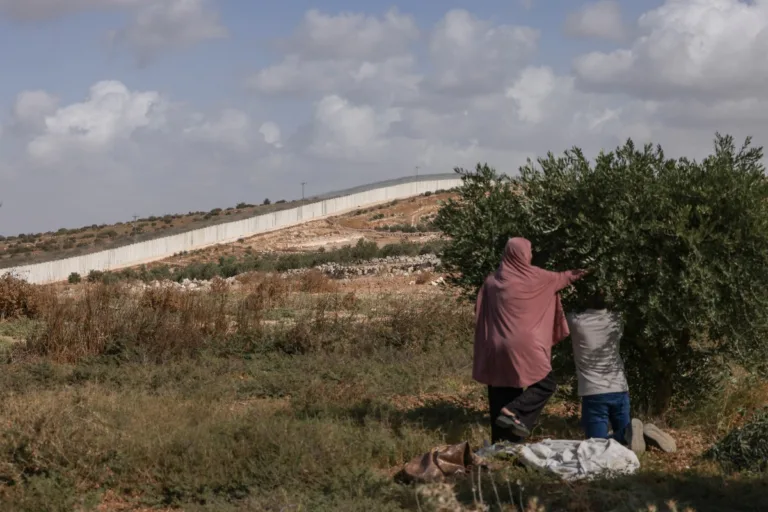 Palestinos colhem azeitonas nas próximidades do muro separatista de Israel, na vila de Beit Awwa, a oeste de Hebron. 15/10/2026