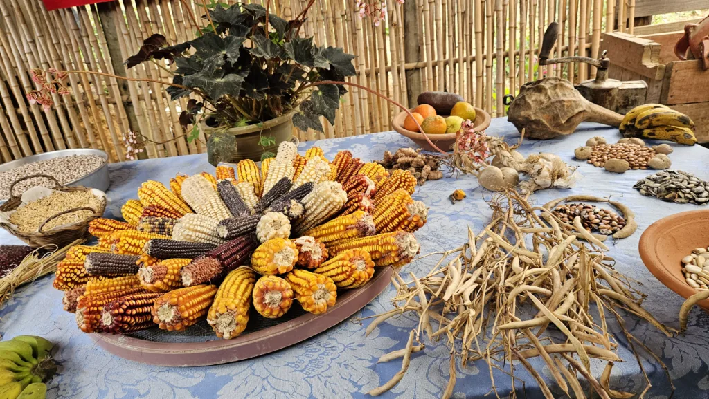 Piorra e Margarida cultivam diferentes variedades de milho 