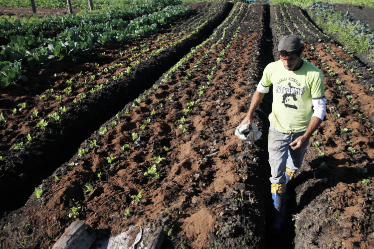 Clima mais imprevisível dificulta o planejamento e aumenta os riscos para agricultores familiares no RS