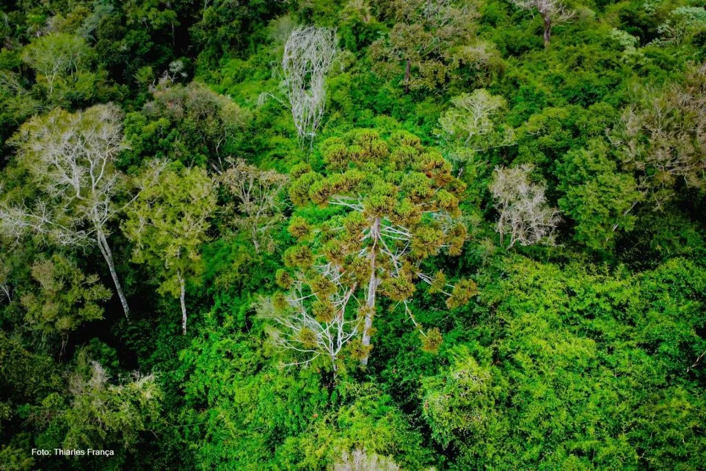 Mata Atlântica é o bioma onde vivem 70% dos brasileiros.
