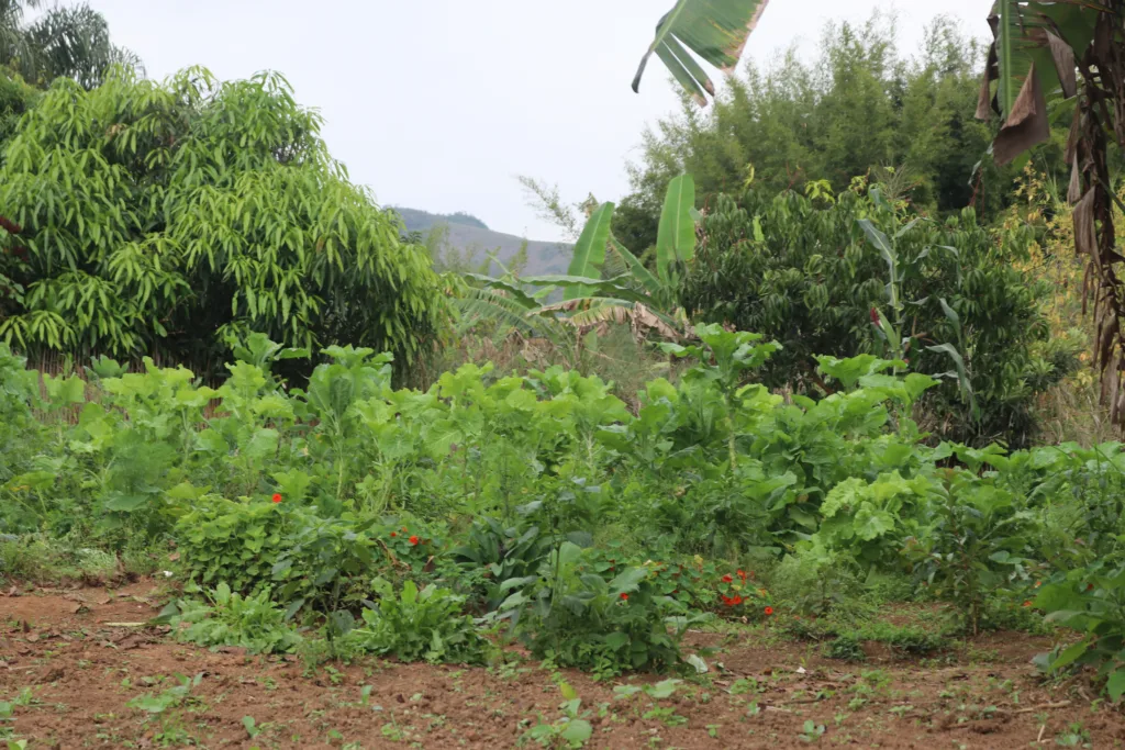 Quintal agroecológico reúne diversidade de alimentos