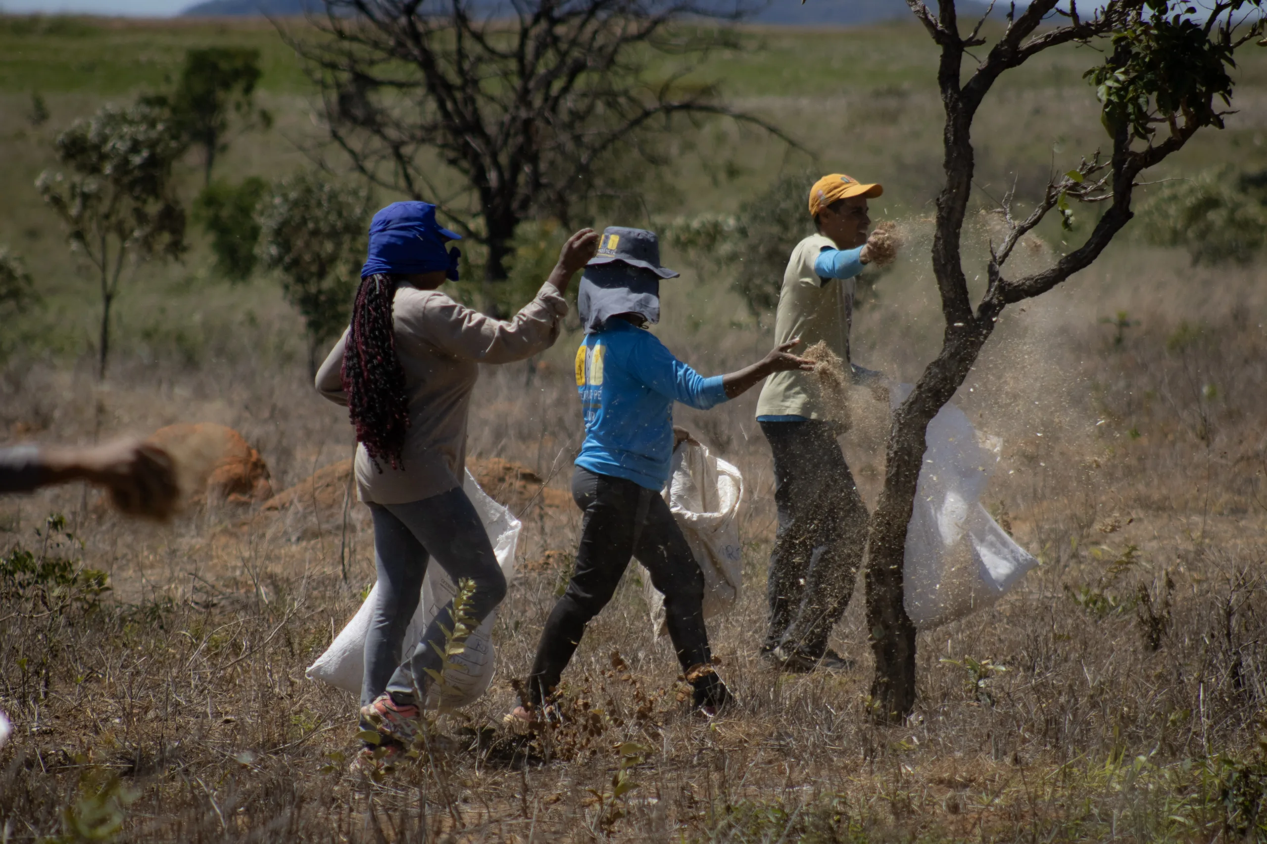 Plantio por semeadura direta, técnica especialmente relevante para a restauração do Cerrado